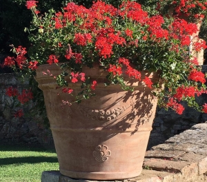 Terracotta pot for your plants